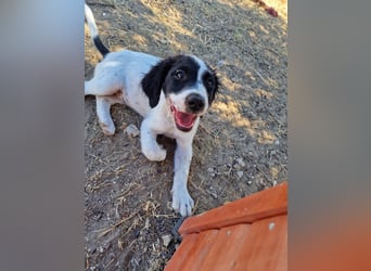 Kleine Hundedame TIARA (Juni 2026) sucht eine Familie!