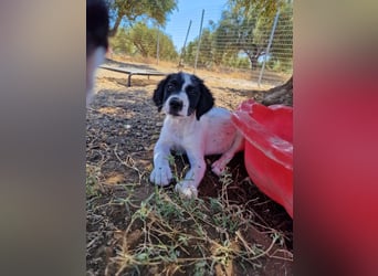 Kleine Hundedame TIARA (Juni 2026) sucht eine Familie!