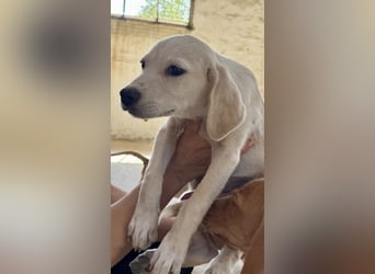 Retrievermischlingswelpe SIMBA sucht eine Familie!