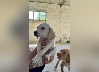 Retrievermischlingswelpe SIMBA sucht eine Familie!