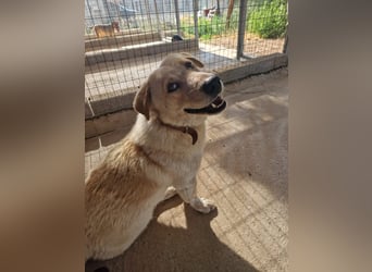 Kleine Grinsebacke BERTI (2 Jahre) sucht eine Familie!