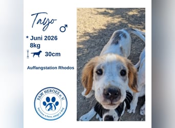 Tayo (Juni 2026) - kleiner Entdecker mit großem Hundeherz!