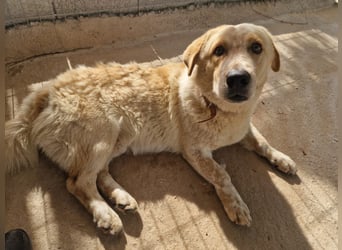 Kleine Grinsebacke BERTI (2 Jahre) sucht eine Familie!