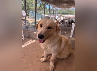 Kleine Grinsebacke BERTI (2 Jahre) sucht eine Familie!
