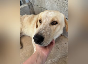 Kleine Grinsebacke BERTI (2 Jahre) sucht eine Familie!