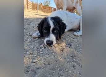 Kleine Hundedame TIARA (Juni 2026) sucht eine Familie!