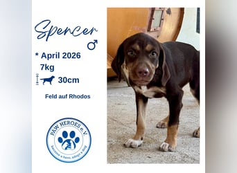 Mischlingswelpe SPENCER sucht eine Familie!