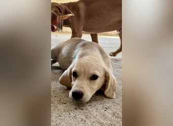 Retrievermischlingswelpe SIMBA sucht eine Familie!