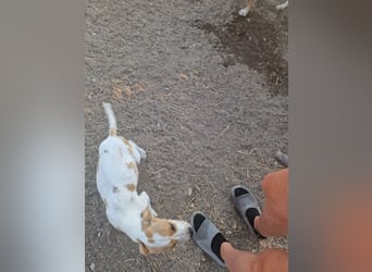 Kleine Kuschelmaus PEANUT (Juni 2026) sucht eine Familie!