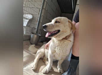 Kleine Grinsebacke BERTI (2 Jahre) sucht eine Familie!