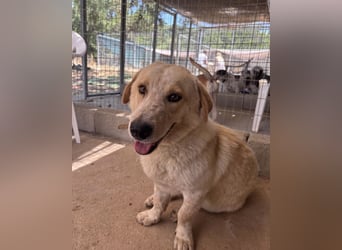 Kleine Grinsebacke BERTI (2 Jahre) sucht eine Familie!