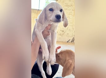 Retrievermischlingswelpe SIMBA sucht eine Familie!