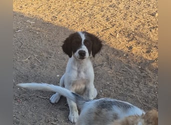 Kleine Hundedame TIARA (Juni 2026) sucht eine Familie!