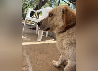 Kleine Grinsebacke BERTI (2 Jahre) sucht eine Familie!
