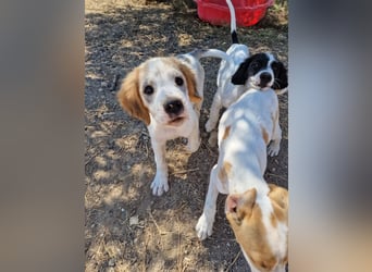Kleine Hundedame TIARA (Juni 2026) sucht eine Familie!