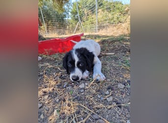 Kleine Hundedame TIARA (Juni 2026) sucht eine Familie!