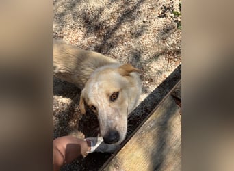 Kleine Grinsebacke BERTI (2 Jahre) sucht eine Familie!