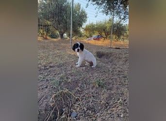 Kleine Hundedame TIARA (Juni 2026) sucht eine Familie!