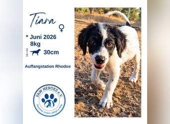 Kleine Hundedame TIARA (Juni 2026) sucht eine Familie!