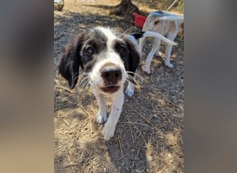 Kleine Hundedame TIARA (Juni 2026) sucht eine Familie!