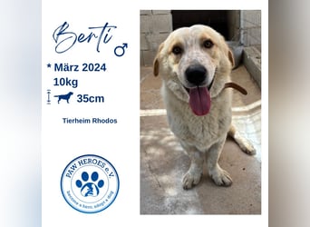 Kleine Grinsebacke BERTI (2 Jahre) sucht eine Familie!