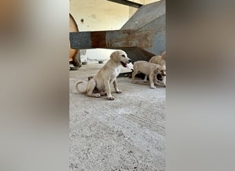 Retrievermischlingswelpe SIMBA sucht eine Familie!