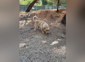 Kleine Grinsebacke BERTI (2 Jahre) sucht eine Familie!
