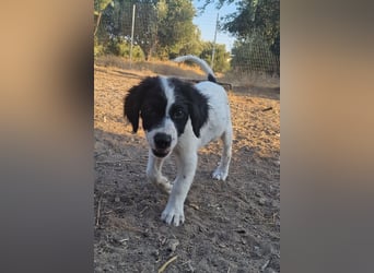Kleine Hundedame TIARA (Juni 2026) sucht eine Familie!
