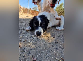 Kleine Hundedame TIARA (Juni 2026) sucht eine Familie!