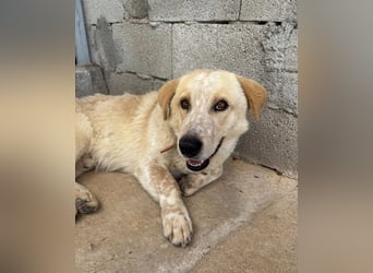 Kleine Grinsebacke BERTI (2 Jahre) sucht eine Familie!