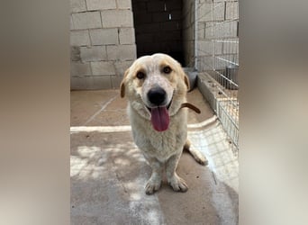Kleine Grinsebacke BERTI (2 Jahre) sucht eine Familie!