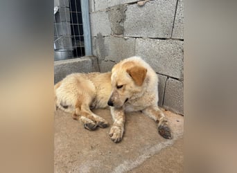 Kleine Grinsebacke BERTI (2 Jahre) sucht eine Familie!