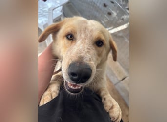 Kleine Grinsebacke BERTI (2 Jahre) sucht eine Familie!