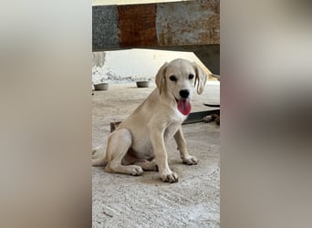 Retrievermischlingswelpe SIMBA sucht eine Familie!