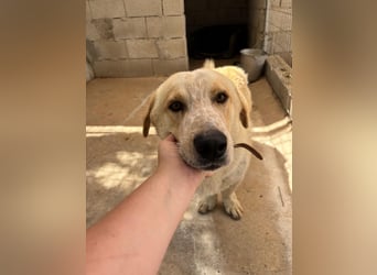 Kleine Grinsebacke BERTI (2 Jahre) sucht eine Familie!