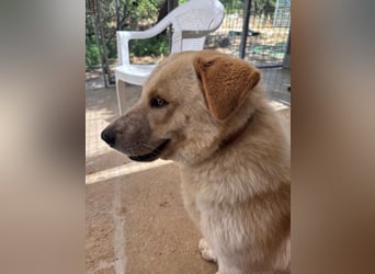 Kleine Grinsebacke BERTI (2 Jahre) sucht eine Familie!