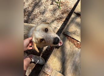 Kleine Grinsebacke BERTI (2 Jahre) sucht eine Familie!