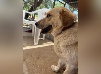 Kleine Grinsebacke BERTI (2 Jahre) sucht eine Familie!