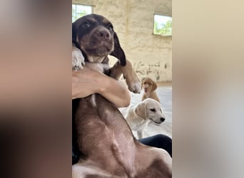 Mischlingswelpe SPENCER sucht eine Familie!