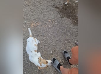 Kleine Kuschelmaus PEANUT (Juni 2026) sucht eine Familie!