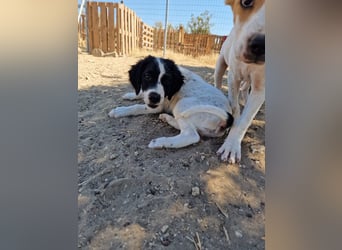 Kleine Hundedame TIARA (Juni 2026) sucht eine Familie!
