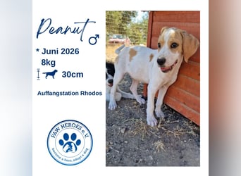 Kleine Kuschelmaus PEANUT (Juni 2026) sucht eine Familie!