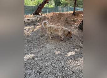 Kleine Grinsebacke BERTI (2 Jahre) sucht eine Familie!