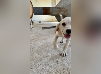 Retrievermischlingswelpe SIMBA sucht eine Familie!