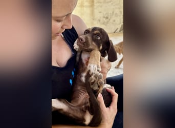Mischlingswelpe SPENCER sucht eine Familie!