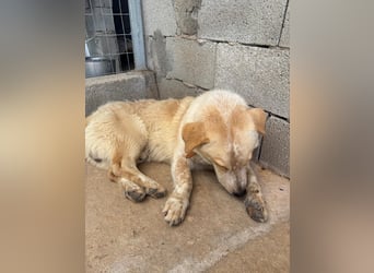 Kleine Grinsebacke BERTI (2 Jahre) sucht eine Familie!