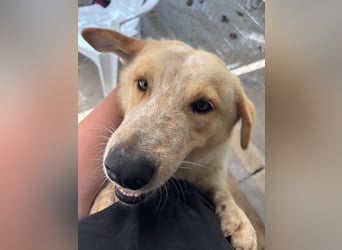 Kleine Grinsebacke BERTI (2 Jahre) sucht eine Familie!