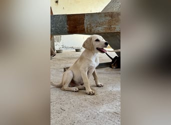 Retrievermischlingswelpe SIMBA sucht eine Familie!