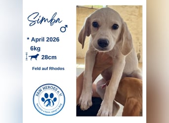 Retrievermischlingswelpe SIMBA sucht eine Familie!