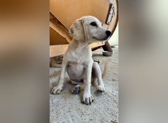 Retrievermischlingswelpe SIMBA sucht eine Familie!